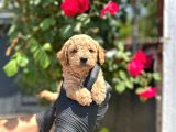Show Kalitede Toy Poodle Yavrular