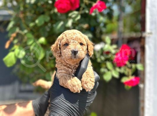 Show Kalitede Toy Poodle Yavrular görsel