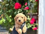 Show Kalitede Toy Poodle Yavrular