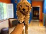 En İyisi en özeli maltipoo yavrular