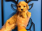 muhteşem güzellikte Maltipoo