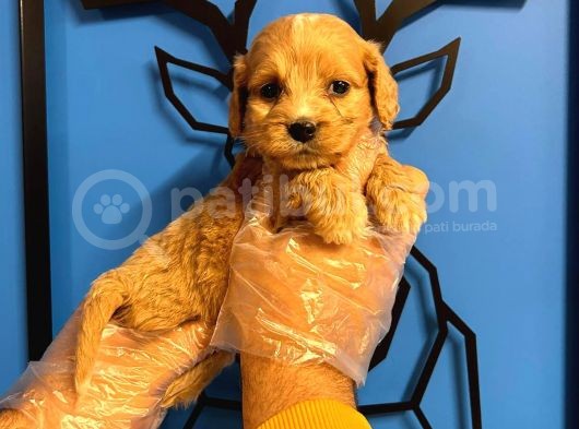 Muhteşem Güzellikte Maltipoo görsel