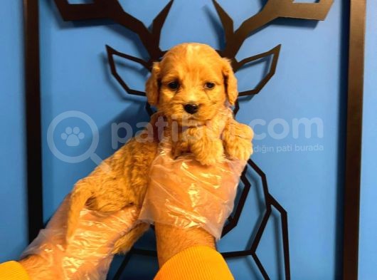 Muhteşem Güzellikte Maltipoo görsel