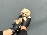 ırk ve sağlık garantili maltipoo yavrularımız