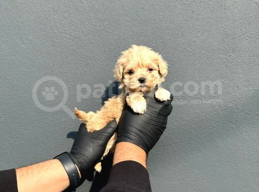 Irk Ve Sağlık Garantili Maltipoo Yavrularımız