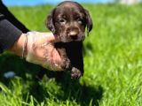 Muhteşem Güzellikte Labrador yavrular