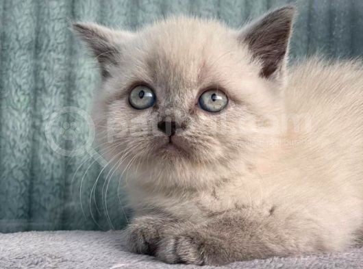 Dünya Tatlısı Blue Point Yavrularımız görsel