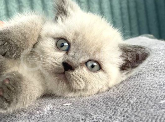 Dünya Tatlısı Blue Point Yavrularımız görsel