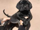 böyle bir güzellik yok a kalitede cane corso yavruları