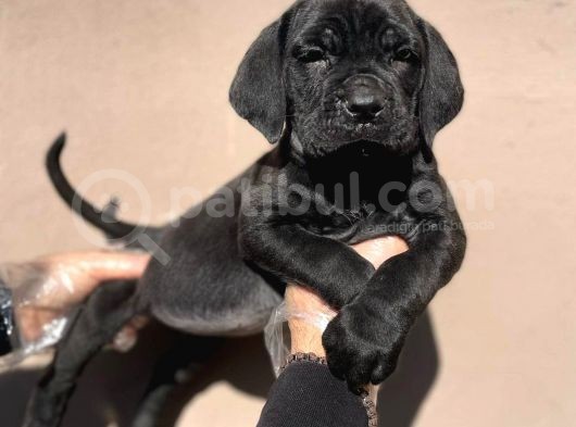 Böyle Bir Güzellik Yok A Kalitede Cane Corso Yavruları
