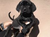 Böyle Bir Güzellik Yok A Kalitede Cane Corso Yavruları