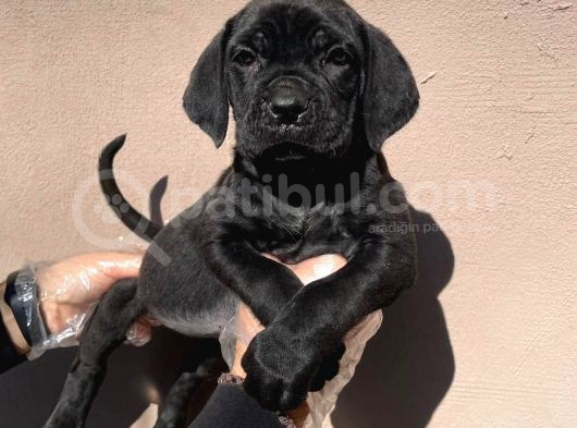 Böyle Bir Güzellik Yok A Kalitede Cane Corso Yavruları görsel