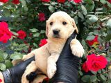 Dünya tatlısı golden retriever yavrular