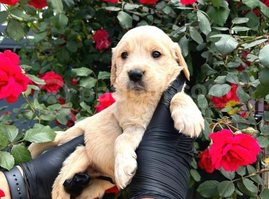 Dünya Tatlısı Golden Retriever Yavrular