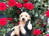 Dünya Tatlısı Golden Retriever Yavrular