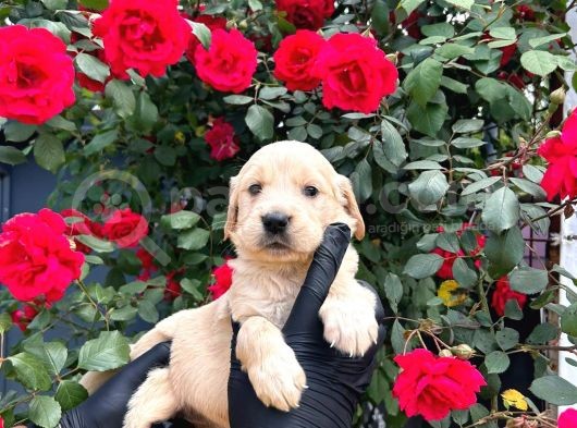 Dünya Tatlısı Golden Retriever Yavrular görsel