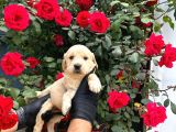 Dünya Tatlısı Golden Retriever Yavrular