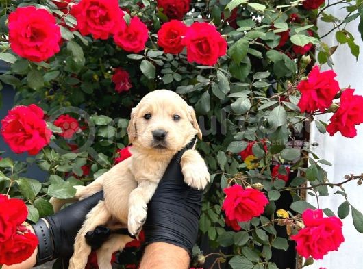 Dünya Tatlısı Golden Retriever Yavrular görsel