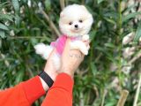 Sıfır burun pomeranian bo yavrular