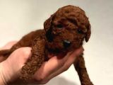 daha önce böyle bir toy poodle görmediniz