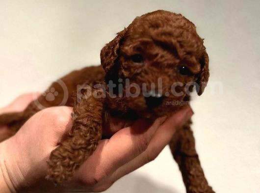 Daha Önce Böyle Bir Toy Poodle Görmediniz