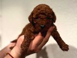 Daha Önce Böyle Bir Toy Poodle Görmediniz
