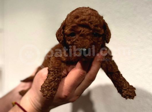 Daha Önce Böyle Bir Toy Poodle Görmediniz görsel