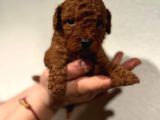Daha Önce Böyle Bir Toy Poodle Görmediniz