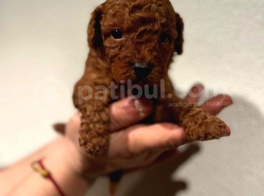 Daha Önce Böyle Bir Toy Poodle Görmediniz görsel