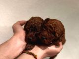 Daha Önce Böyle Bir Toy Poodle Görmediniz