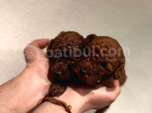Daha Önce Böyle Bir Toy Poodle Görmediniz görsel