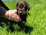 Muhteşem Güzellikte Labrador Yavrular