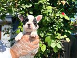 Türkiyenin en İyi french Buldog yavruları