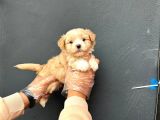 Irk Ve Sağlık Garantili Maltipoo Yavrularımız