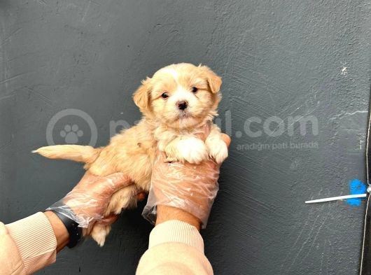 Irk Ve Sağlık Garantili Maltipoo Yavrularımız görsel
