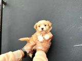 Irk Ve Sağlık Garantili Maltipoo Yavrularımız