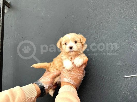 Irk Ve Sağlık Garantili Maltipoo Yavrularımız görsel