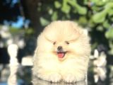 Show kalite pomeranian boo