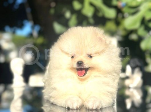 Show kalite pomeranian boo