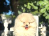 Show Kalite Pomeranian Boo