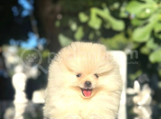 Show Kalite Pomeranian Boo görsel