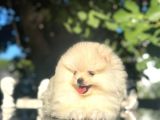 Show Kalite Pomeranian Boo