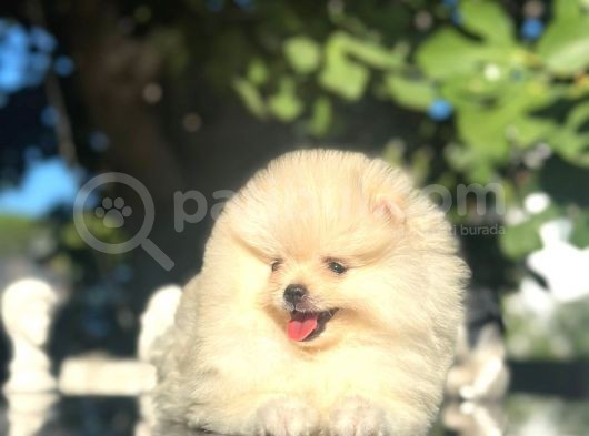 Show Kalite Pomeranian Boo görsel