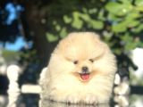 Show Kalite Pomeranian Boo