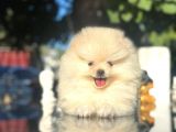 Show Kalite Pomeranian Boo