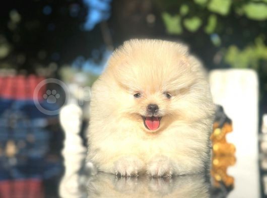 Show Kalite Pomeranian Boo görsel