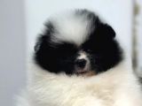 Ayı Surat Pomeranian Bo