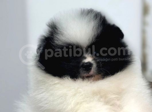 Ayı Surat Pomeranian Bo görsel