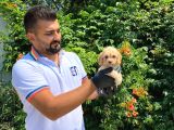ORİJİNAL IRK GARANTİLİ MALTİPOO BEBEKLER