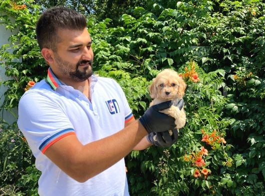Ori̇ji̇nal Irk Garanti̇li̇ Malti̇poo Bebekler